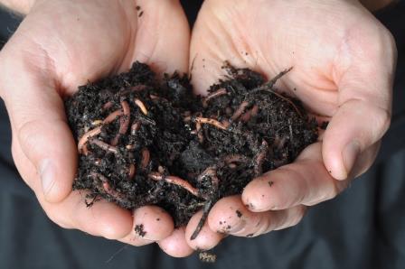 earthworms in hand