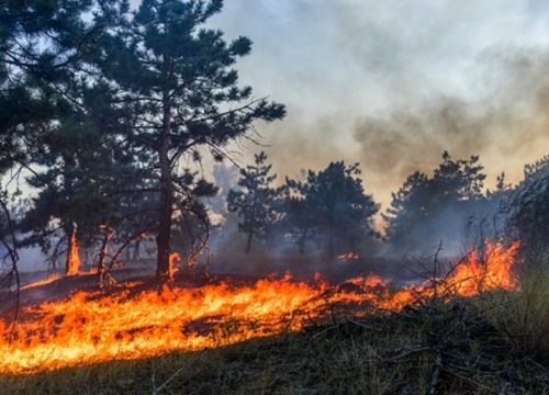 landscape photo of a fire spreading across grass and up a tree